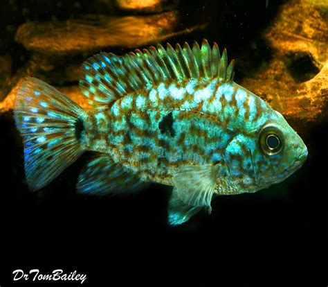 Premium New & Rare, Electric Blue Texas Cichlid, Size: 2" to 2.5"