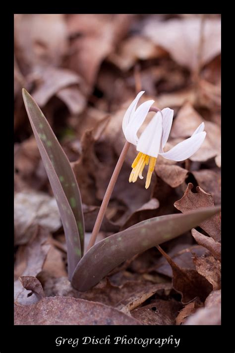 Wildflower Photography Tips – Greg Disch Photography