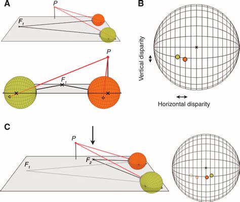 Binocular disparities used for stereopsis. (A) Two views of a simple 3D... | Download Scientific ...