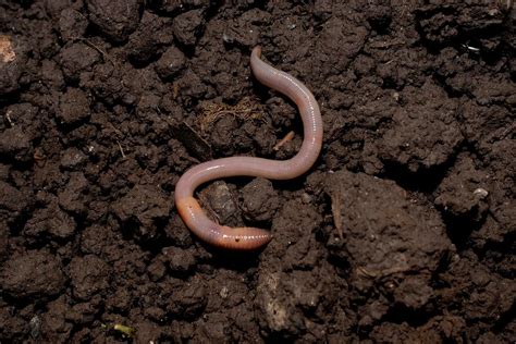 Fat White Worm In Soil And What To Do With Them – Real Men Sow