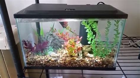 Different betta fish tank sizes - YouTube