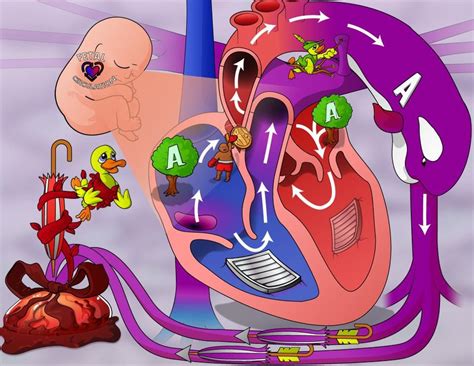 Fetal Heart Circulation Animation