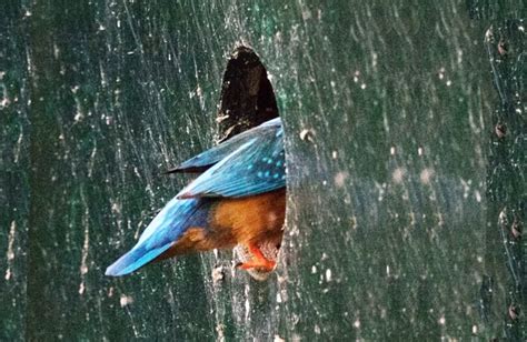 Ode and hymn to the beautiful blue Kingfisher | Must See Holland