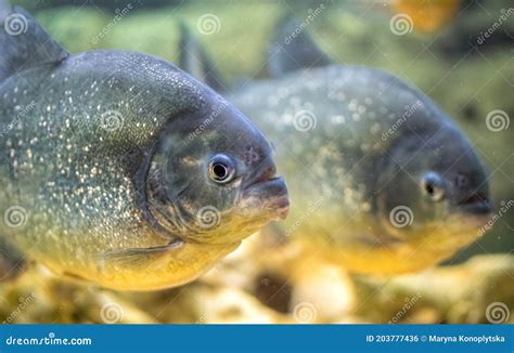 School of Predatory Piranhas in a Freshwater Aquarium Stock Photo ...