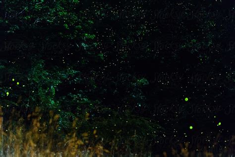 "Lightning Bugs At Night" by Stocksy Contributor "Deirdre Malfatto ...