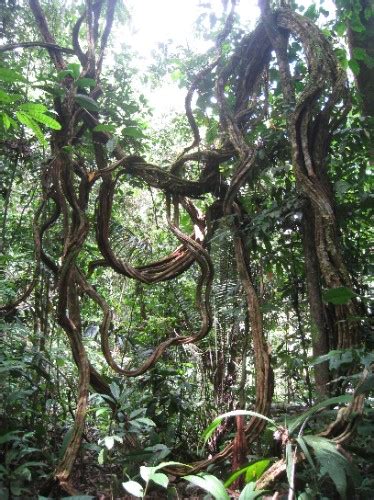 Vines in the rainforest | Jem and Charles' Travels....!