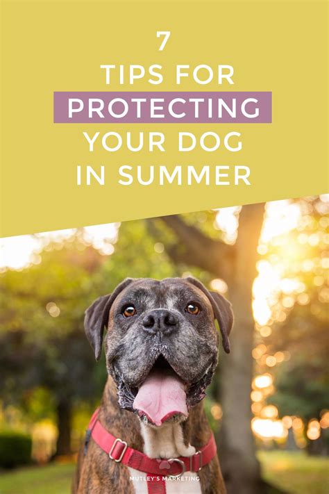 7 Tips For Protecting Your Dog In Summer | Dogs, Dog essentials, Dog walking