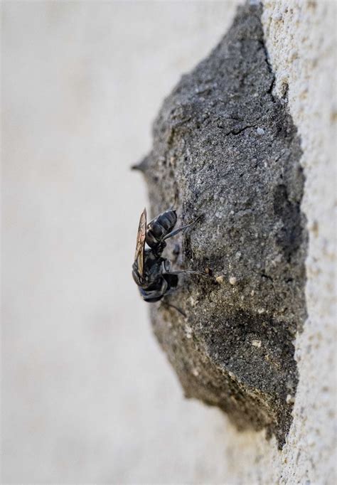 A window into mud-nests — Life in a Southern Forest