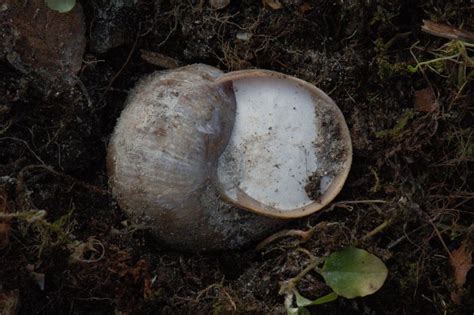 Helix pomatia - Linnaeus, 1758