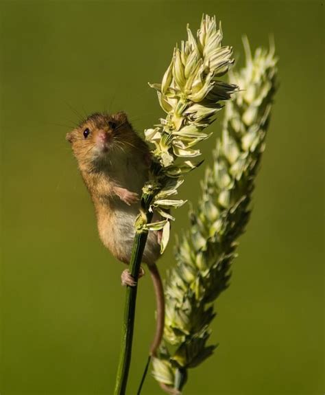 Harvest Mice as Pets - Pet Mice Blog.co.uk