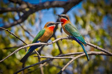 Feather Tailed Stories: White-fronted Bee-eater, Africa