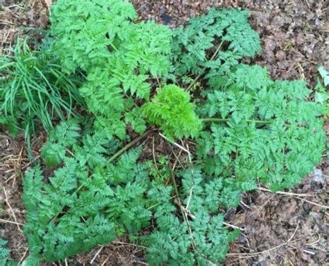 Poison Hemlock: What is This Weed & How Do We Control It?