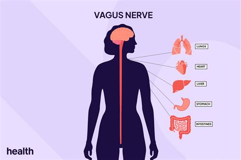 Vagus Nerve: Location, Function, and Associated Diseases