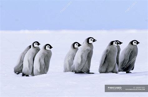 Emperor penguin chicks walking on snow, Weddell sea, Antarctica. — wild animals, Non Urban Scene ...