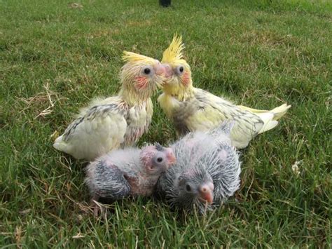 How To Tell If Your Cockatiels Are Going To Lay Eggs - Home