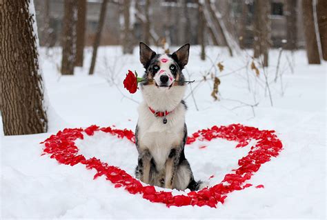 🔥 [50+] Valentine's Day Dog Wallpapers | WallpaperSafari