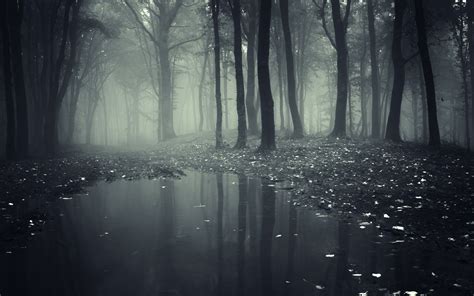 forest, Mist, Nature Wallpapers HD / Desktop and Mobile Backgrounds