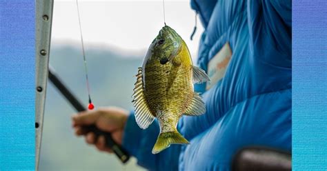 Bluegill Fishing Tips. People usually have many different hobbies.