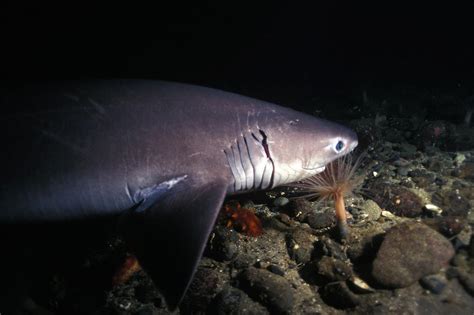 A New Species Of Shark Has Just Been Discovered!