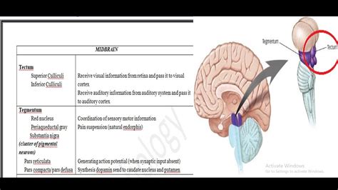 Midbrain! Structures and Functions - YouTube