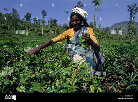 Nilgiri Hills Tamil Nadu India Stock Photo - Alamy