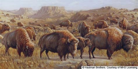 Buffalo Herd Painting