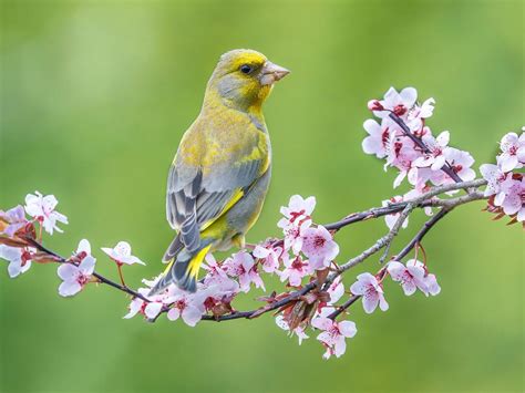 Greenfinch Nesting: A Complete Guide | Birdfact