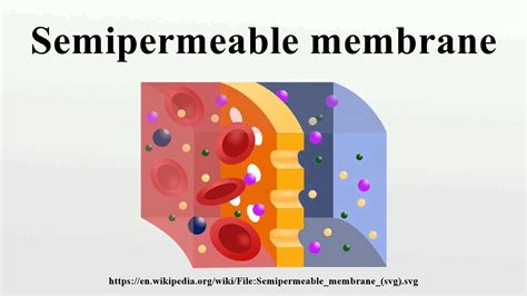 Semipermeable membrane - YouTube