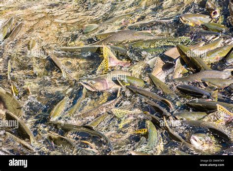 Spawning salmon hi-res stock photography and images - Alamy