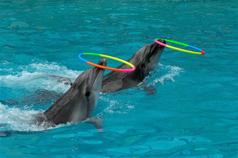 Dolphin Show Dubai Rules: Dos And Don'ts to Keep in Mind!