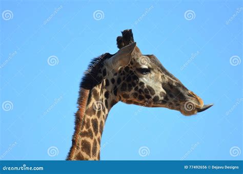 Giraffe With A Very Long Tongue Royalty-Free Stock Image | CartoonDealer.com #77492656