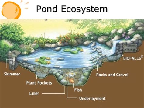 Study Of Different Components Of Pond Eco-system