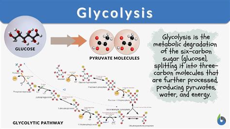 Glycolysis - Definition and Examples - Biology Online Dictionary