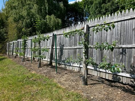 How to Espalier Fruit Trees - Stark Bro's