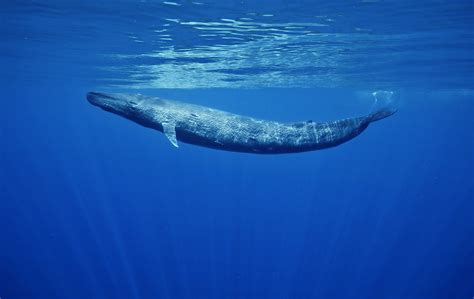 Blue Whales | Sri Lanka & aerials from California – Danny Kessler