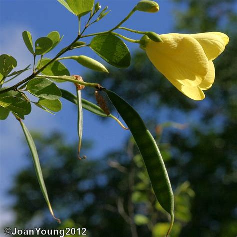 South African Photographs: Yellow Bauhinia Tree (Bauhinia tomentosa)