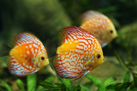 Discus Fish care: Care Guide for the king of the aquariums