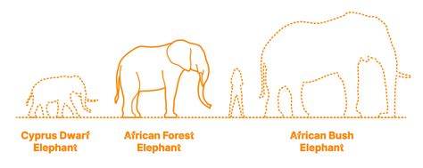 African Forest Elephant (Loxodonta cyclotis) Dimensions & Drawings ...