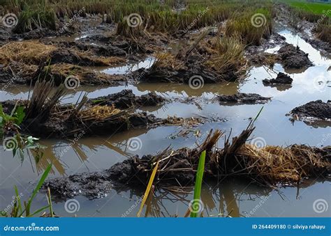 View of Paddy Fields after Rice Harvest Stock Photo - Image of swamp ...