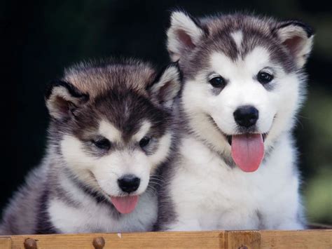 9 Things You Need to Know About The Alaskan Husky - Animalso