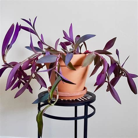 Tradescantia Pallida Care - How to Grow Purple Heart Plant | Purple heart plant, Purple plants ...