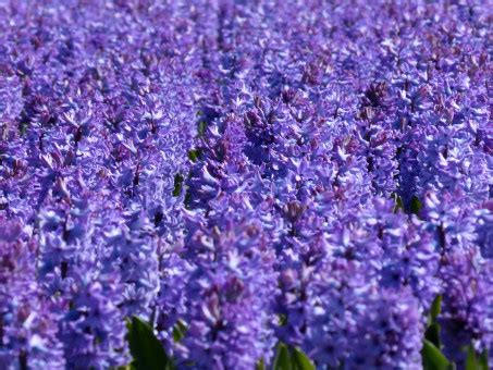 Free Images : flower, wildflower, flowers, holland, fields, hyacinth ...