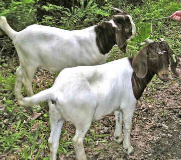 Boer Goats: Six Tips For Breeding Quality Boer Goats