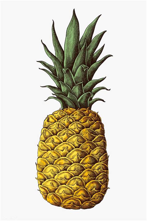 Fresh prickly pineapple drawing illustration | premium image by ...