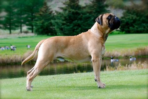 Bull Mastiff Dog Breed Information, Images | DogExpress