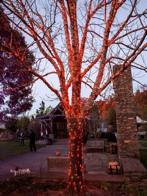 SNEAK PEEK: Winter Lights show at Arboretum illuminates and dazzles