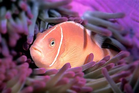 Pink Skunk Clownfish (Amphiprion perideraion) Saltwater Fish For Sale