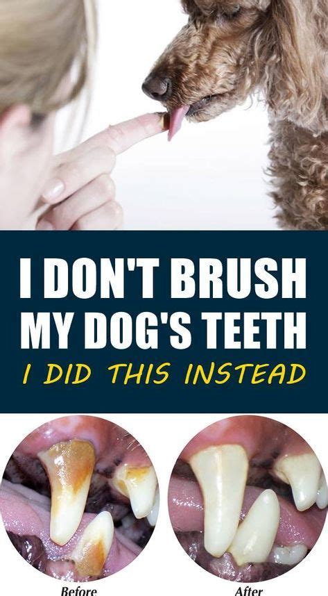 Looking for easy tips to clean your dog's teeth without brushing? Just ...