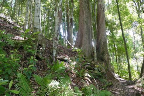 12 Fun Short & Long Walks in Springbrook National Park