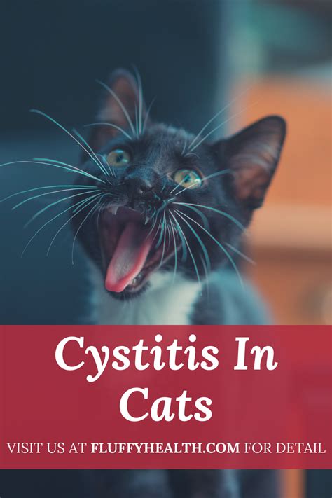 What Is Cystitis in cats? Feline Cystitis (also known as Feline ...